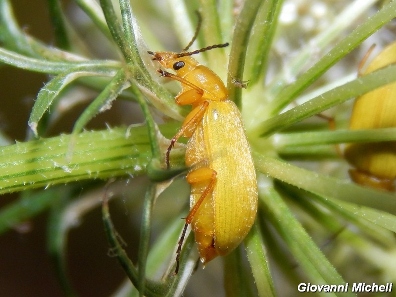 Cteniopus sulphureus, Alleculinae